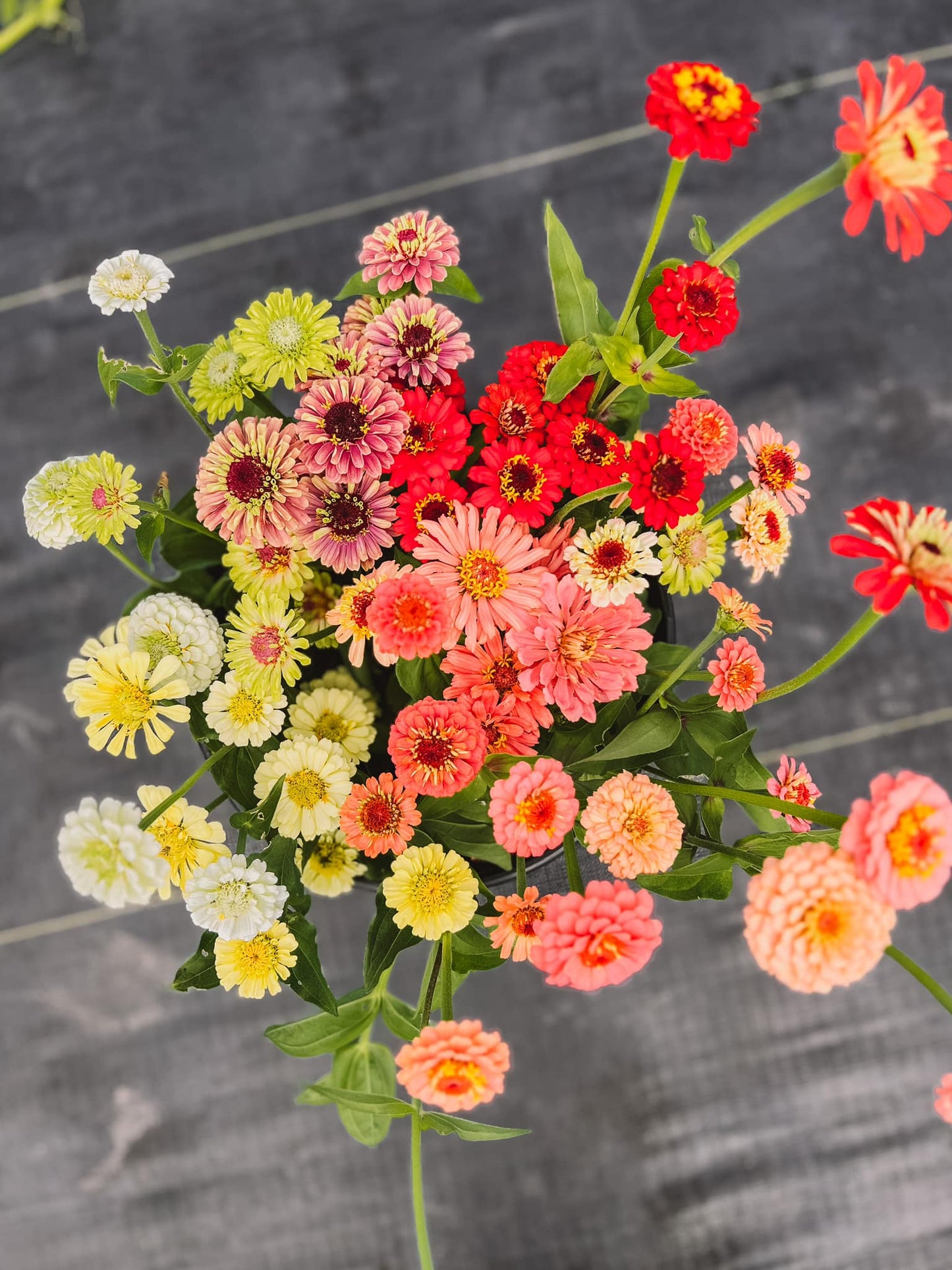 Take Home Bucket Of Blooms